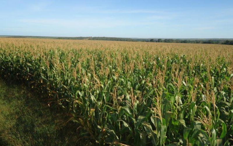 Credores rejeitam plano de recuperação do Grupo Pelissari, de Mato Grosso