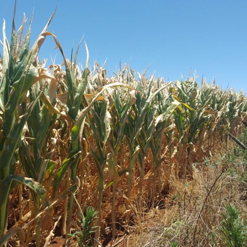 Renegociação de dívidas rurais alcança R$ 6,3 bilhões e chega à metade dos recursos alocados