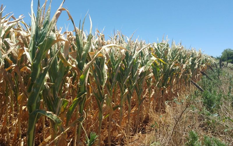 Renegociação de dívidas rurais alcança R$ 6,3 bilhões e chega à metade dos recursos alocados