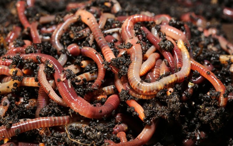 Nos primórdios do sistema de plantio direto, minhoca foi ‘garota-propaganda’