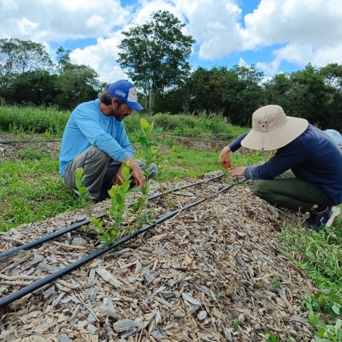 Frutas vermelhas ganham espaço na Chapada Diamantina