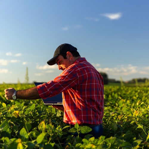 Microsoft compra 2,85 milhões de créditos de carbono de agricultura regenerativa da Indigo