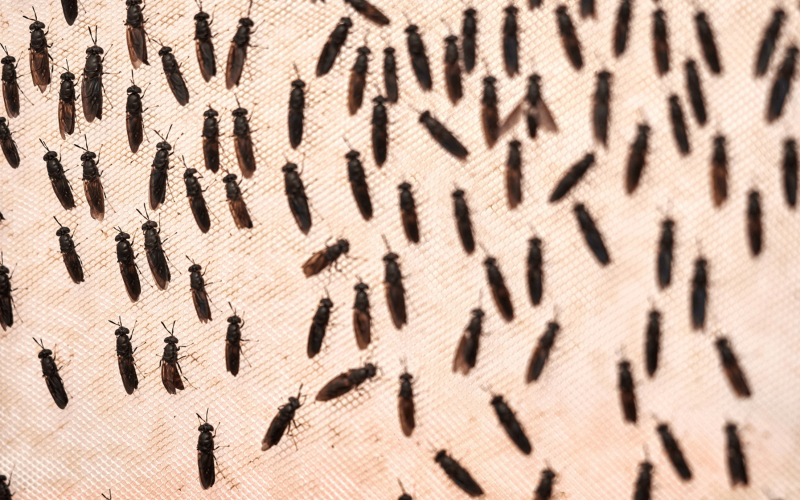 Conheça o inseto que come lixo e alimenta o futuro