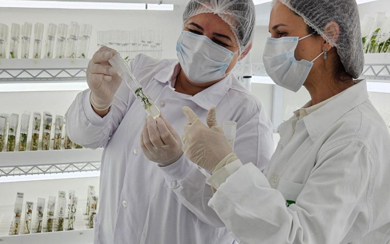 Pesquisadores dos EUA dizem que Embrapa revolucionou agricultura