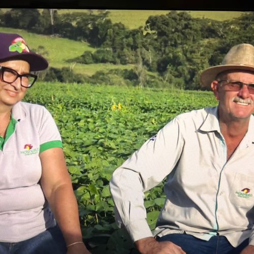 Produtores de batata-doce no interior de SP investem em tecnologia e exportação