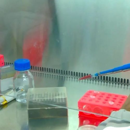 Município de Baturité tem mais de 400 casos de febre oropouche este ano