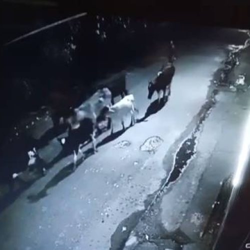 Sete bois e vacas são furtados de curral no bairro Messejana, em Fortaleza