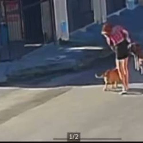 Pitbull ataca cadela em rua de Fortaleza, e animal é salvo por policiais militares