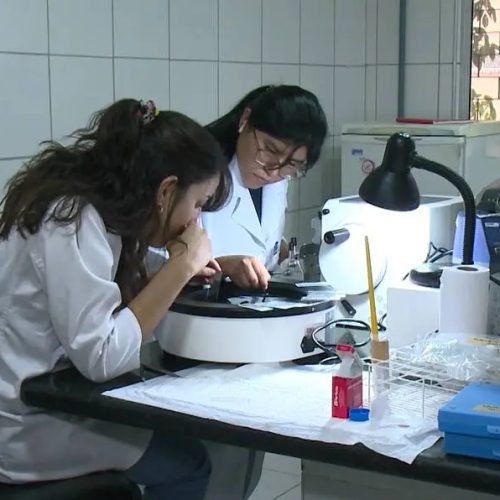 Pesquisadores cearenses criam solução com água de coco que conserva órgãos para transplantes