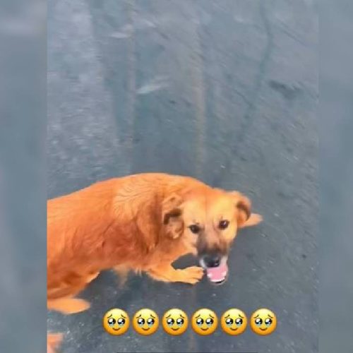 Cadela agredida com pedaço de madeira é encontrada viva em Juazeiro do Norte, no CE