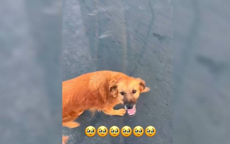 Cadela agredida com pedaço de madeira é encontrada viva em Juazeiro do Norte, no CE