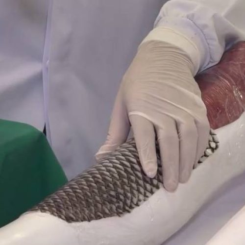 UFC inaugura laboratório dedicado à pesquisa da pele de tilápia em Fortaleza