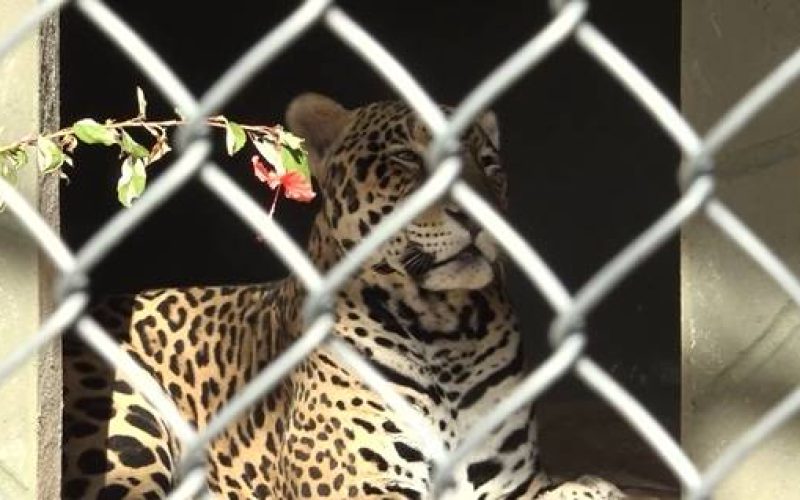 Zoológico de Fortaleza se prepara para reabertura com novos habitats e filhotes em extinção