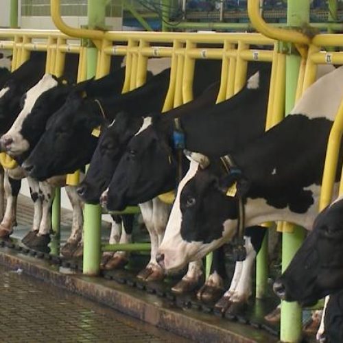 Convênio entre União e Ceará garante compra de vacina contra brucelose bovina