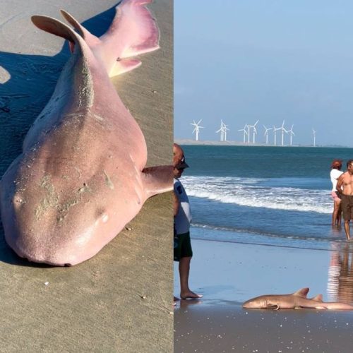 Tubarão-lixa é capturado por pescadores na Praia do Maceió, em Camocim