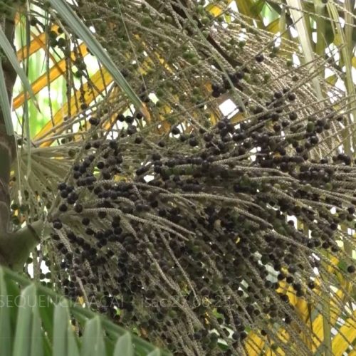 Cearenses investem no açaí e projetam autossuficiência na produção da fruta amazônica
