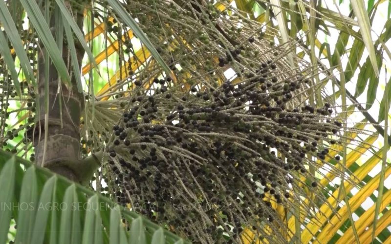 Cearenses investem no açaí e projetam autossuficiência na produção da fruta amazônica