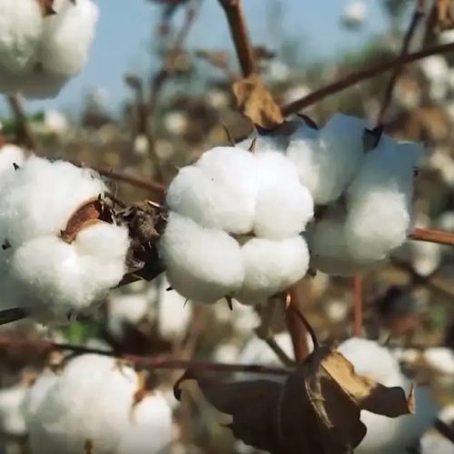 Com investimentos, produção de algodão volta a movimentar economia do Ceará