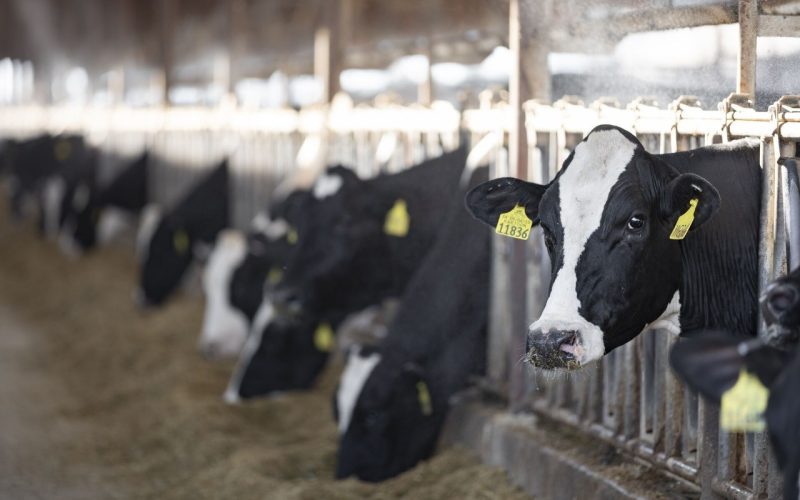 Nutrição animal com foco em sustentabilidade ganha destaque