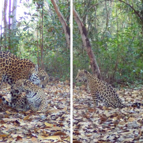 Sesc abre votação pública para nomear três onças-pintadas do Pantanal