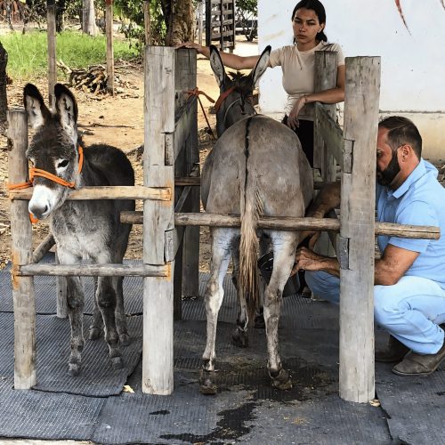 Produto premium ou negócio inviável? Entenda a discussão sobre leite de jumenta