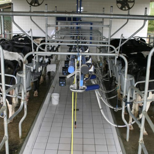 Alta nas importações de lácteos  acentua queda dos preços no campo