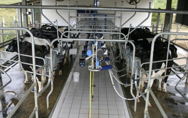 Alta nas importações de lácteos  acentua queda dos preços no campo