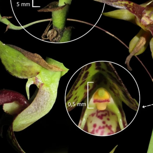 Cientistas encontram espécie rara de orquídea no Paraná
