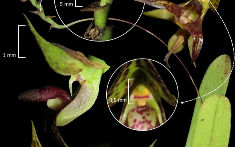 Cientistas encontram espécie rara de orquídea no Paraná