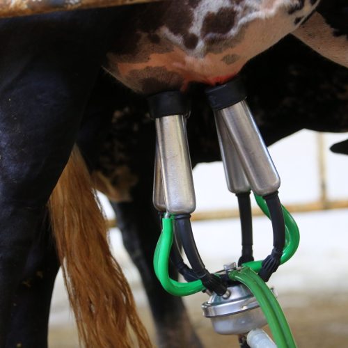 Mercado de lácteos deve entrar em 2026 com preços pressionados e margens menores