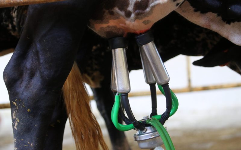 Mercado de lácteos deve entrar em 2026 com preços pressionados e margens menores