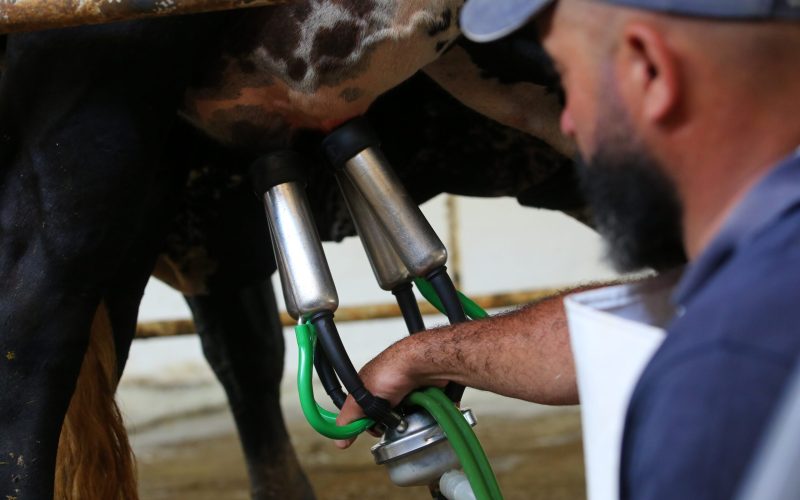Produção de leite cresce no Brasil, mas consumo não acompanha