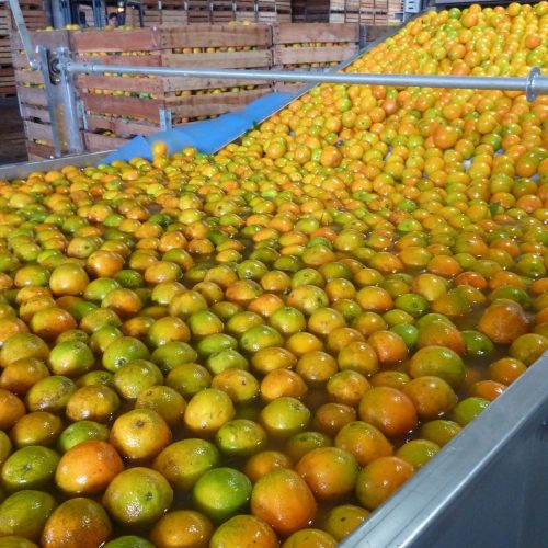 Preços da laranja caem no Brasil com queda das exportações