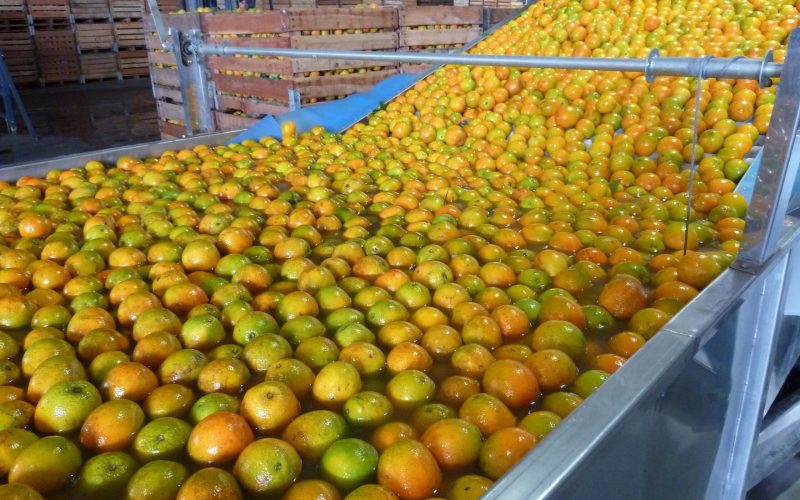 Preços da laranja caem no Brasil com queda das exportações