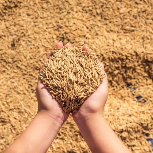 Arrozeiros e governo federal buscam soluções para desequilíbrio de preços
