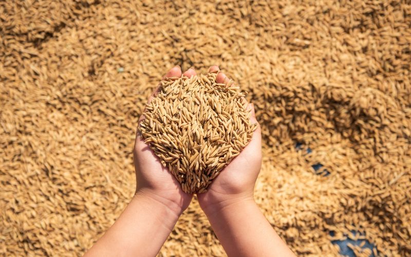 Arrozeiros e governo federal buscam soluções para desequilíbrio de preços