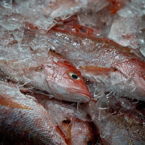 União Europeia fará auditoria para possível reabertura de pescados brasileiros