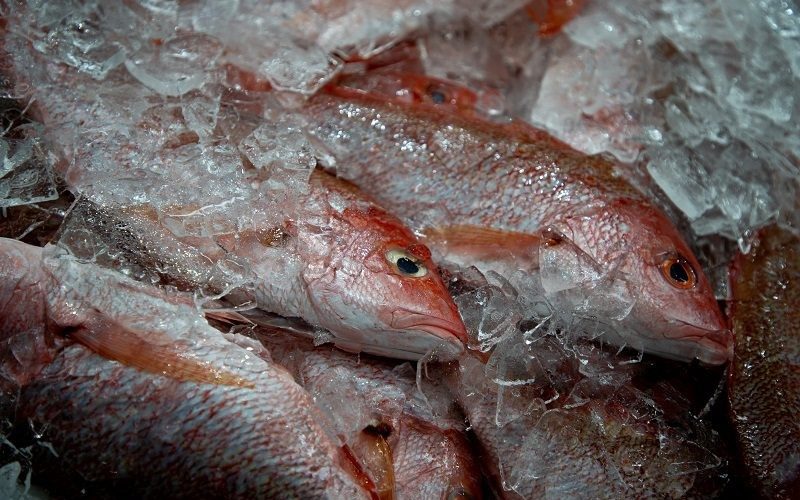 União Europeia fará auditoria para possível reabertura de pescados brasileiros