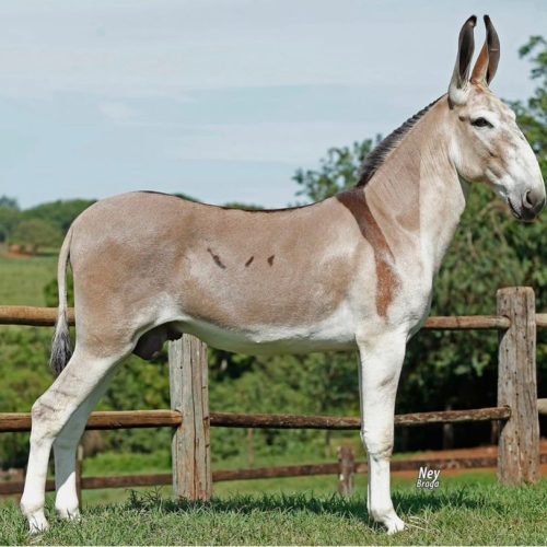 Conheça as raças de jumentos no Brasil