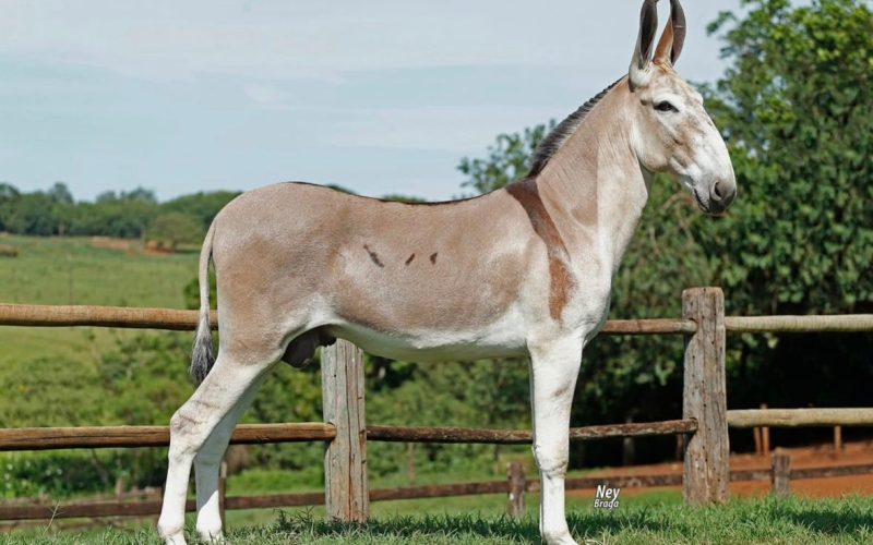 Conheça as raças de jumentos no Brasil