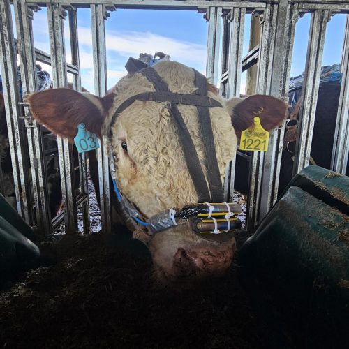 Pesquisas buscam reduzir emissões na pecuária sem perda de produtividade