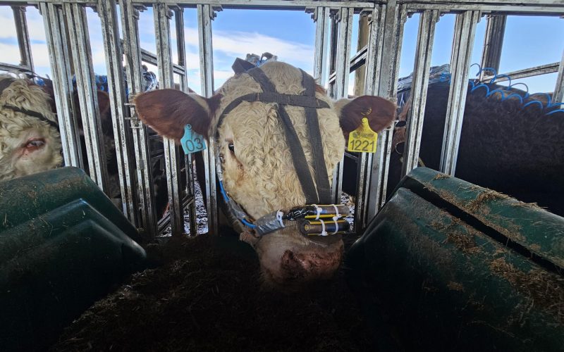 Pesquisas buscam reduzir emissões na pecuária sem perda de produtividade