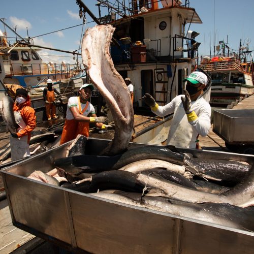 Com tarifaço, exportações da piscicultura caem 28% no terceiro trimestre