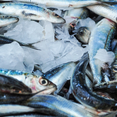 Quando acaba a piracema em 2026? Veja datas para cada Estado