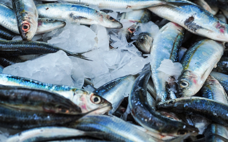 Quando acaba a piracema em 2026? Veja datas para cada Estado