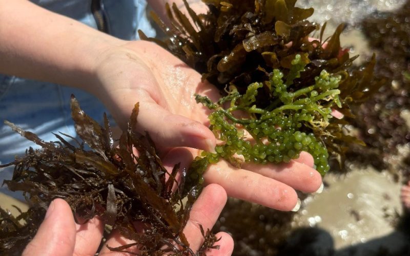 Pesquisa investiga biodefensivos produzidos a partir de macroalgas