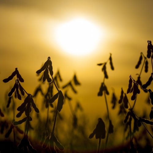 Preço da soja começa o ano em alta no Brasil