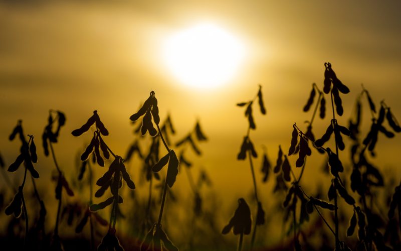 Soja cai em Chicago com manutenção da demanda em baixa