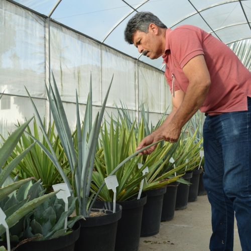 Embrapa estuda como aproveitar agave para produzir etanol