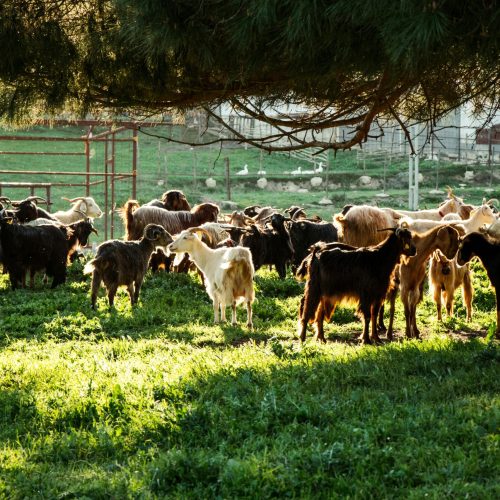 Caprinocultura transforma a economia no Cariri paraibano; ouça o comentário